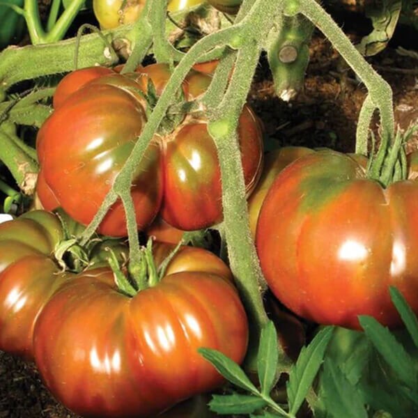 West Coast Seeds Beefsteak Tomato